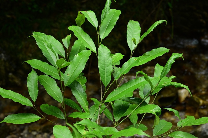 Ficus henryi photo 4