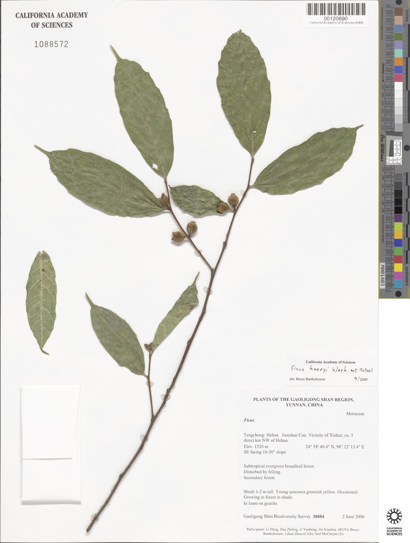 Ficus henryi photo 5