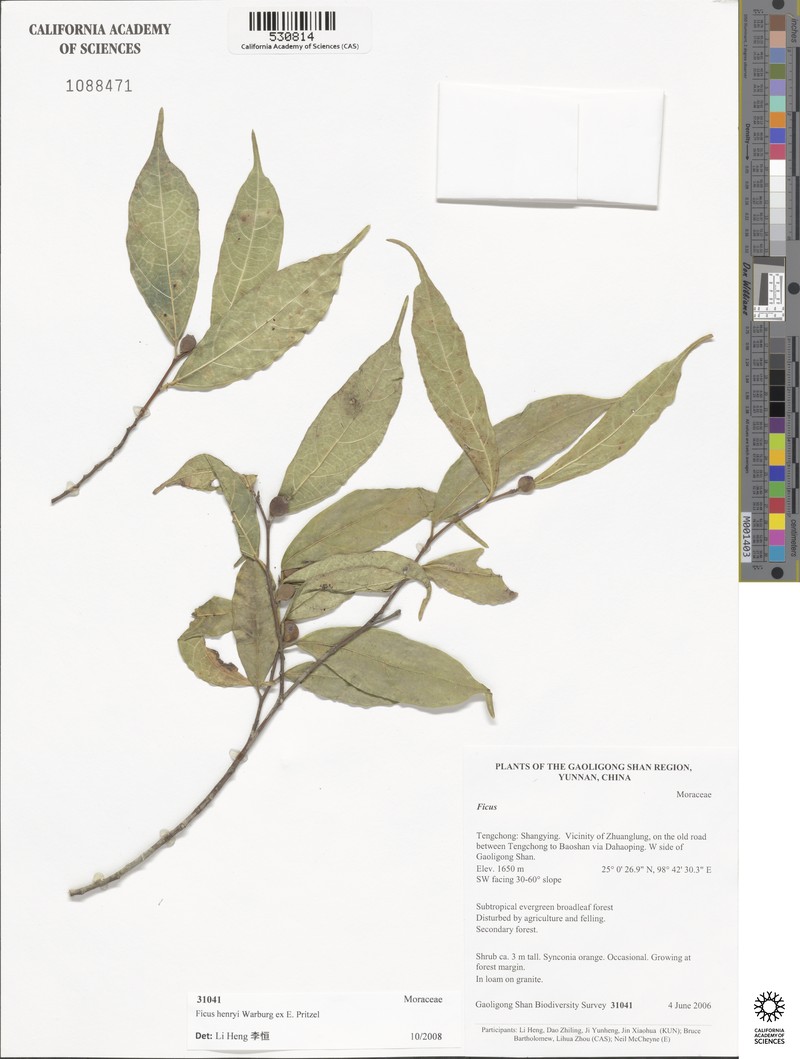 Ficus henryi photo 6