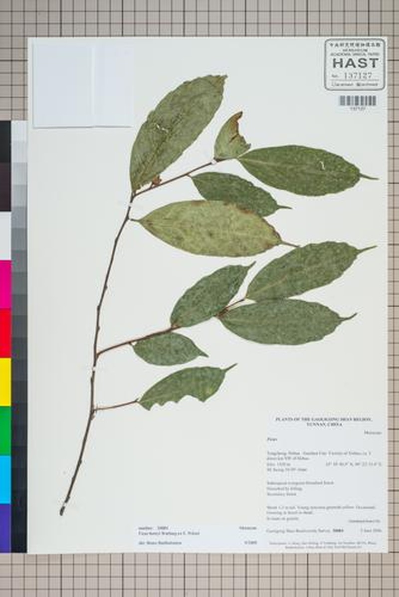 Ficus henryi photo 7