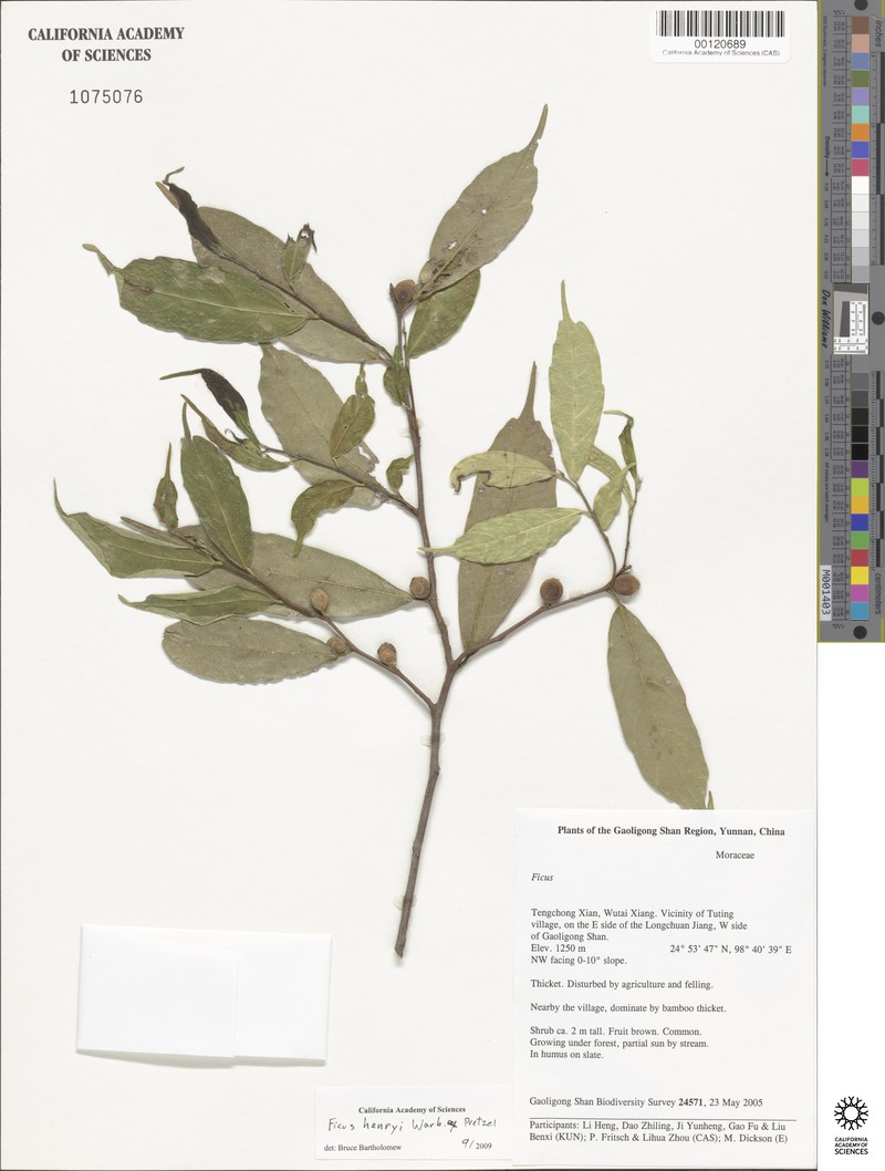 Ficus henryi photo 8