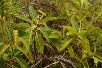 Ficus hesperidiiformis