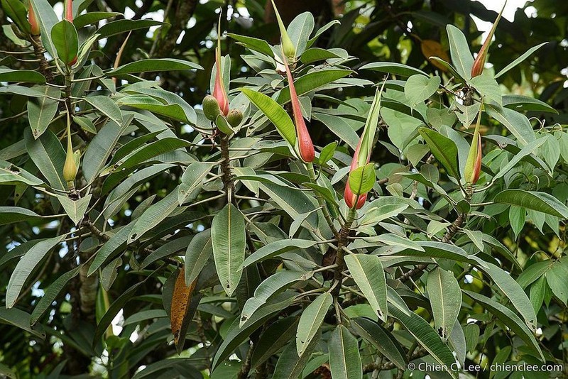 Ficus hesperidiiformis photo 2