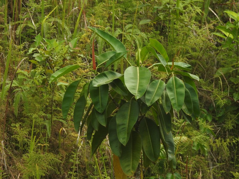 Ficus hesperidiiformis photo 4