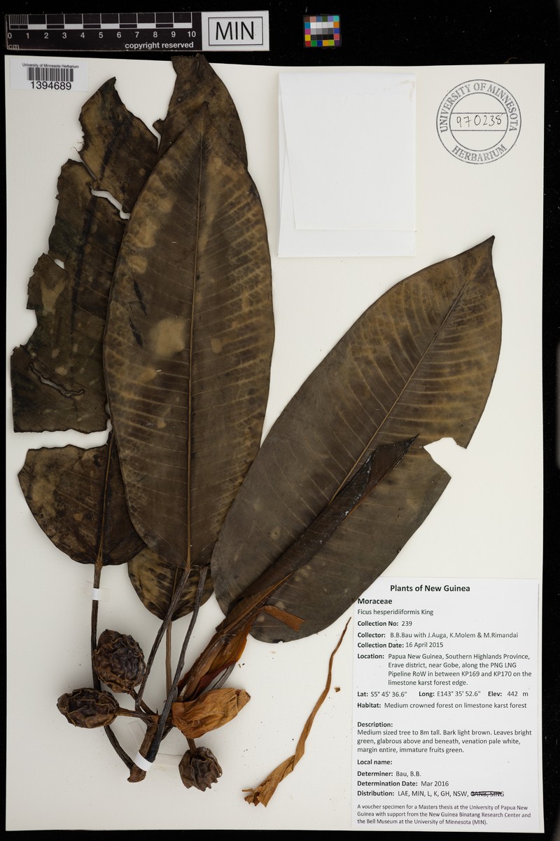 Ficus hesperidiiformis photo 5