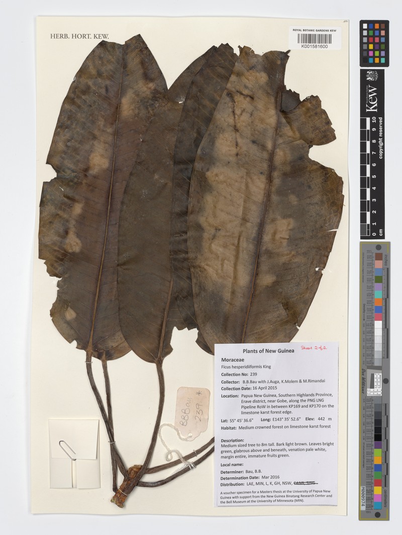 Ficus hesperidiiformis photo 6