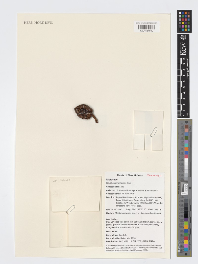 Ficus hesperidiiformis photo 7