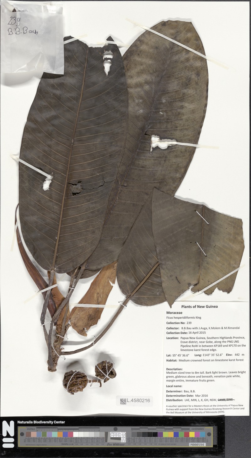 Ficus hesperidiiformis photo 8
