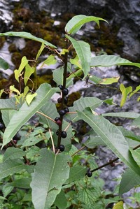 Ficus heteromorpha