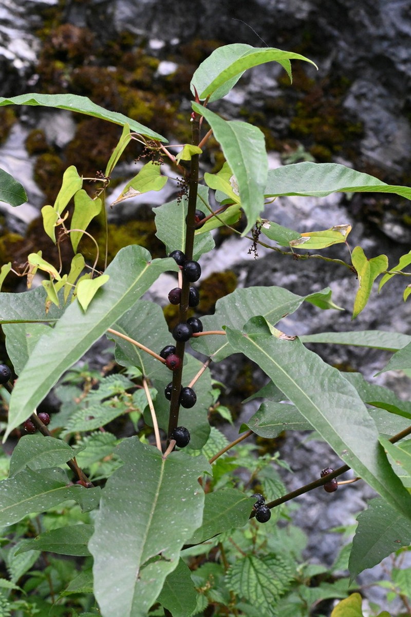 Ficus heteromorpha