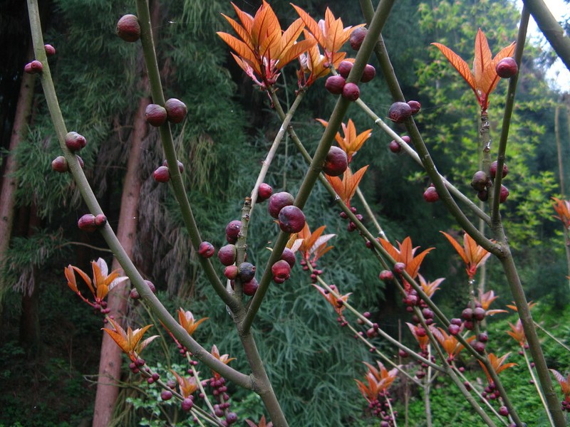 Ficus heteromorpha photo 2