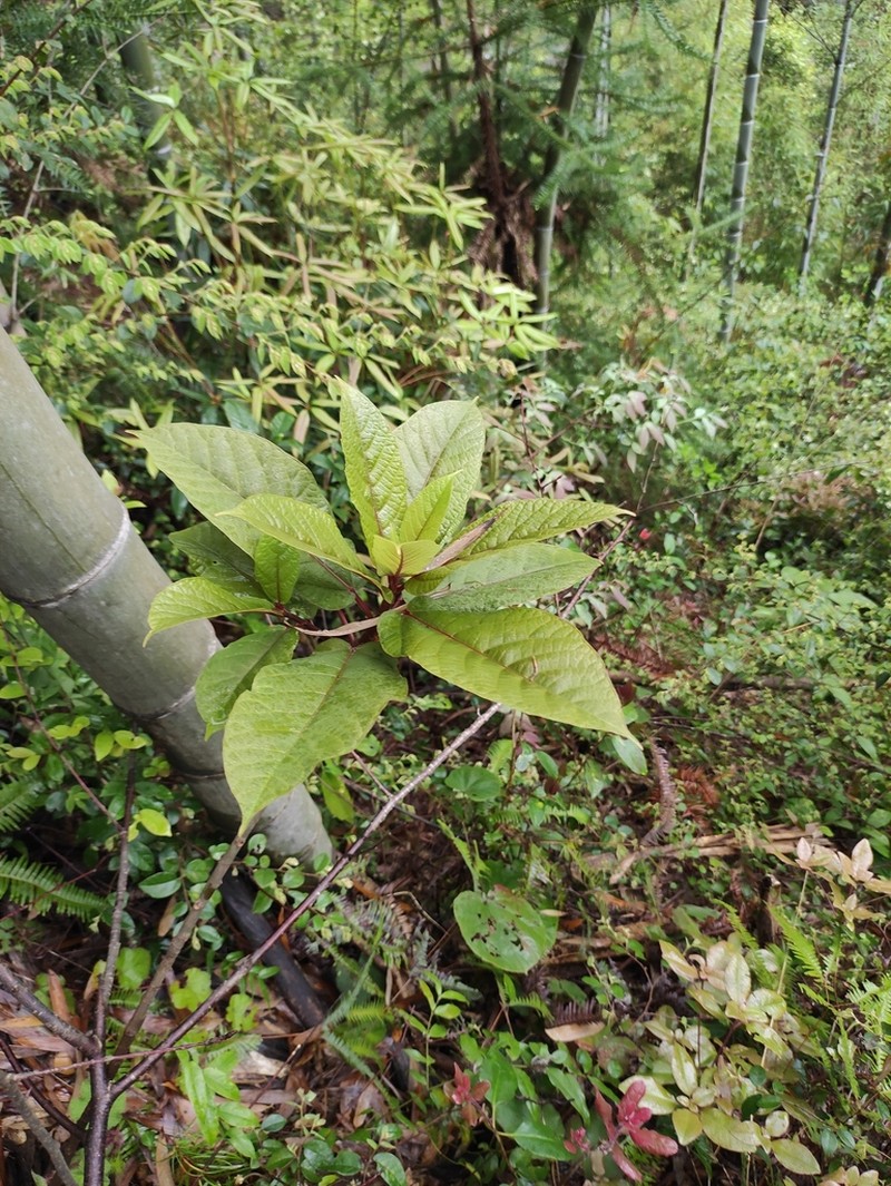 Ficus heteromorpha photo 4