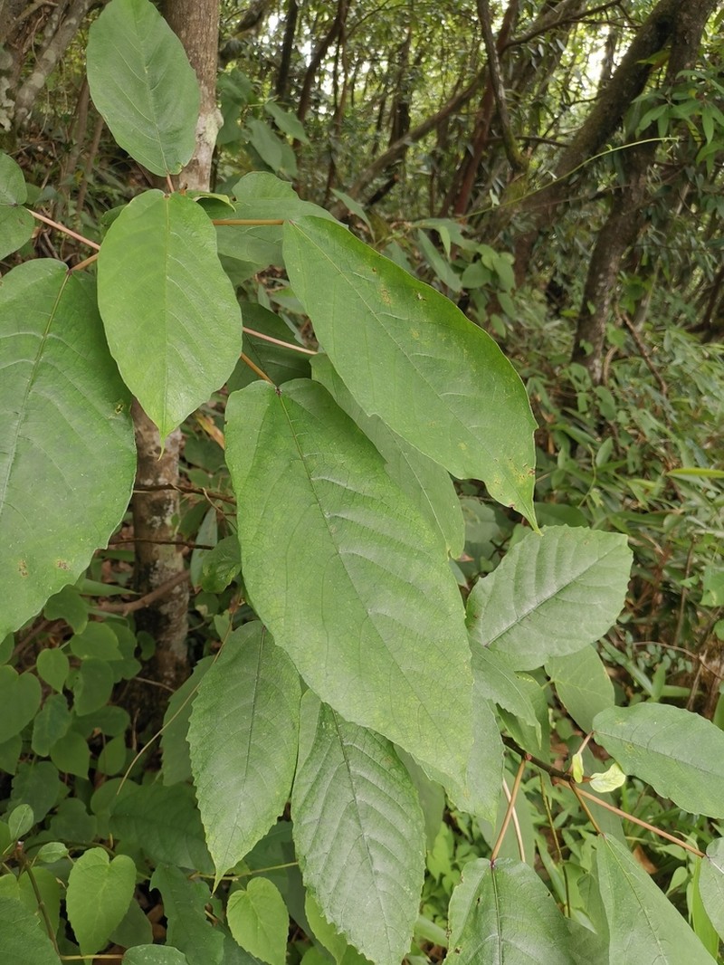 Ficus heteromorpha photo 5