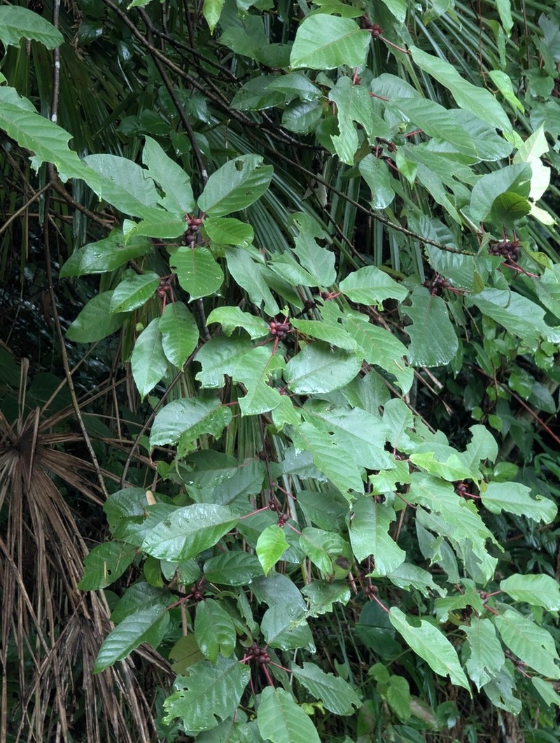 Ficus heteromorpha photo 6