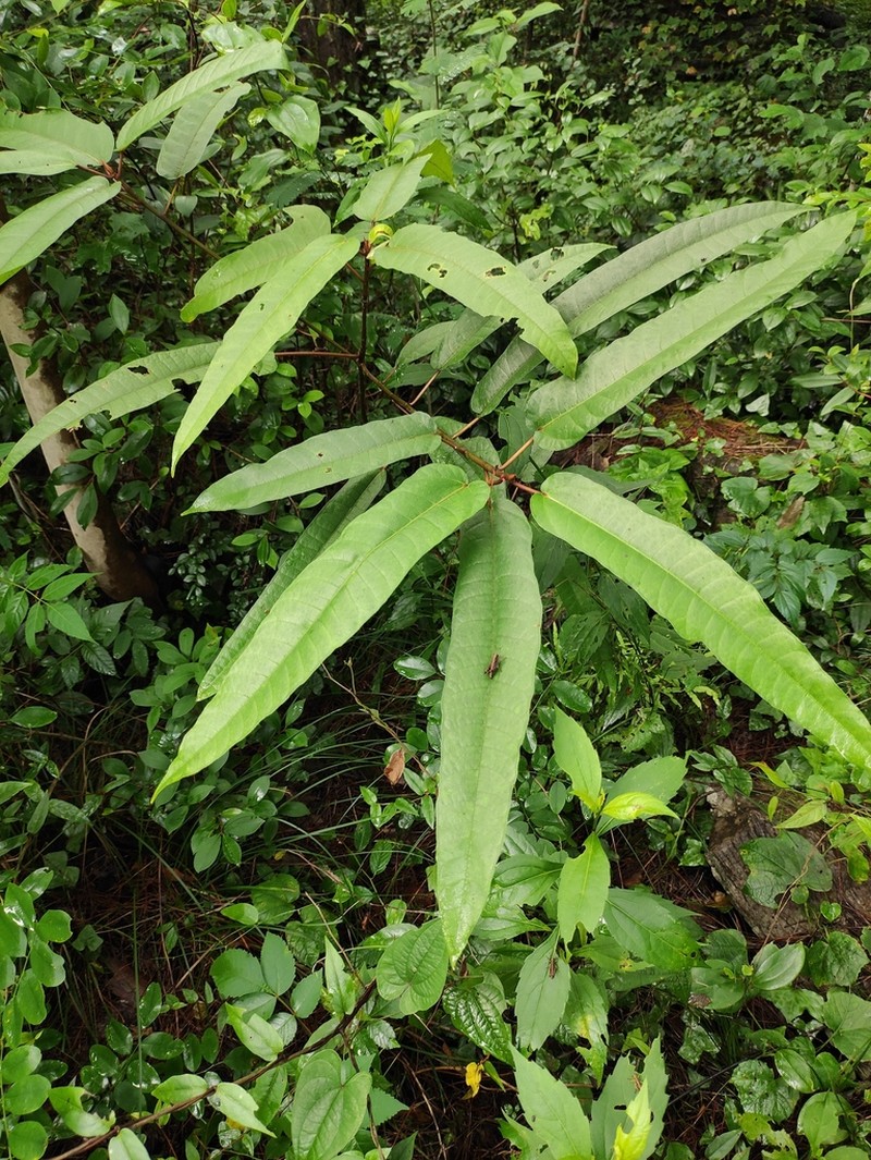 Ficus heteromorpha photo 7