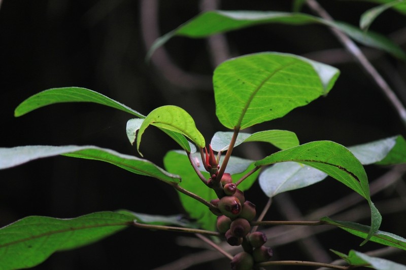 Ficus heteromorpha photo 8