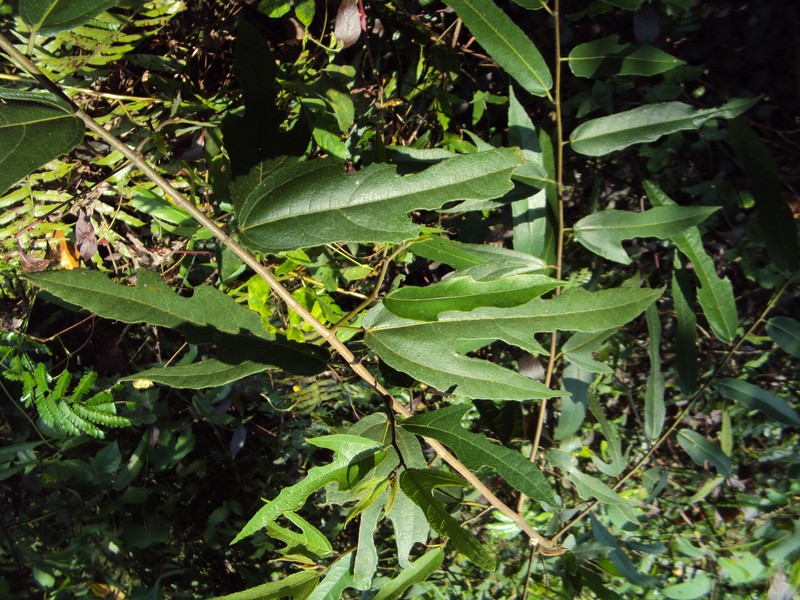 Ficus heterophylla photo 2