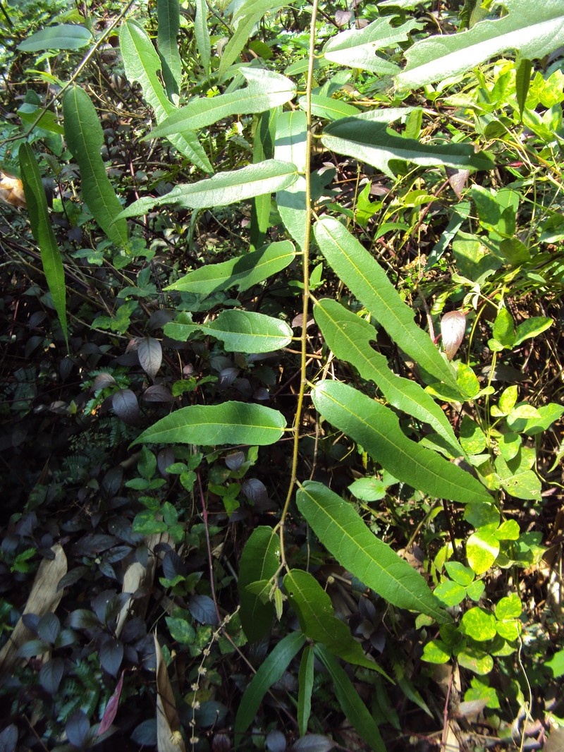 Ficus heterophylla photo 3