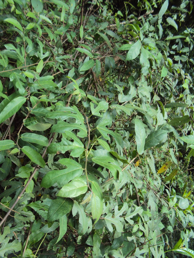 Ficus heterophylla photo 4