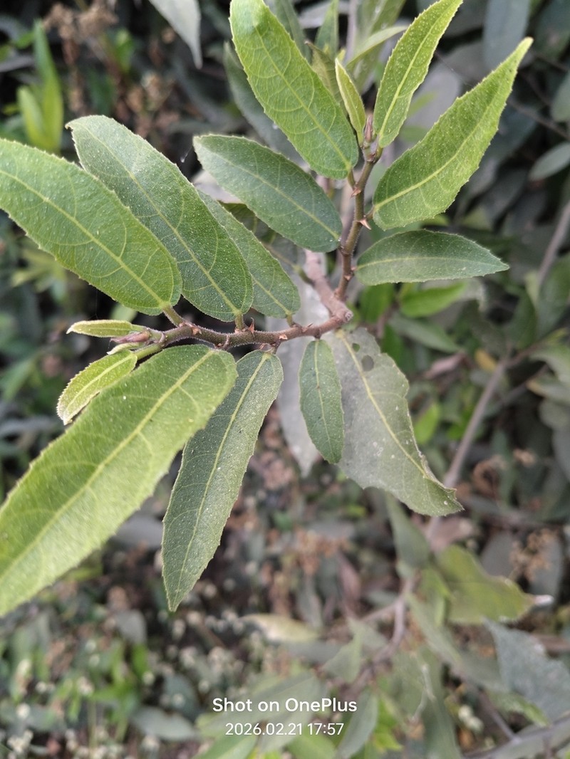 Ficus heterophylla photo 5