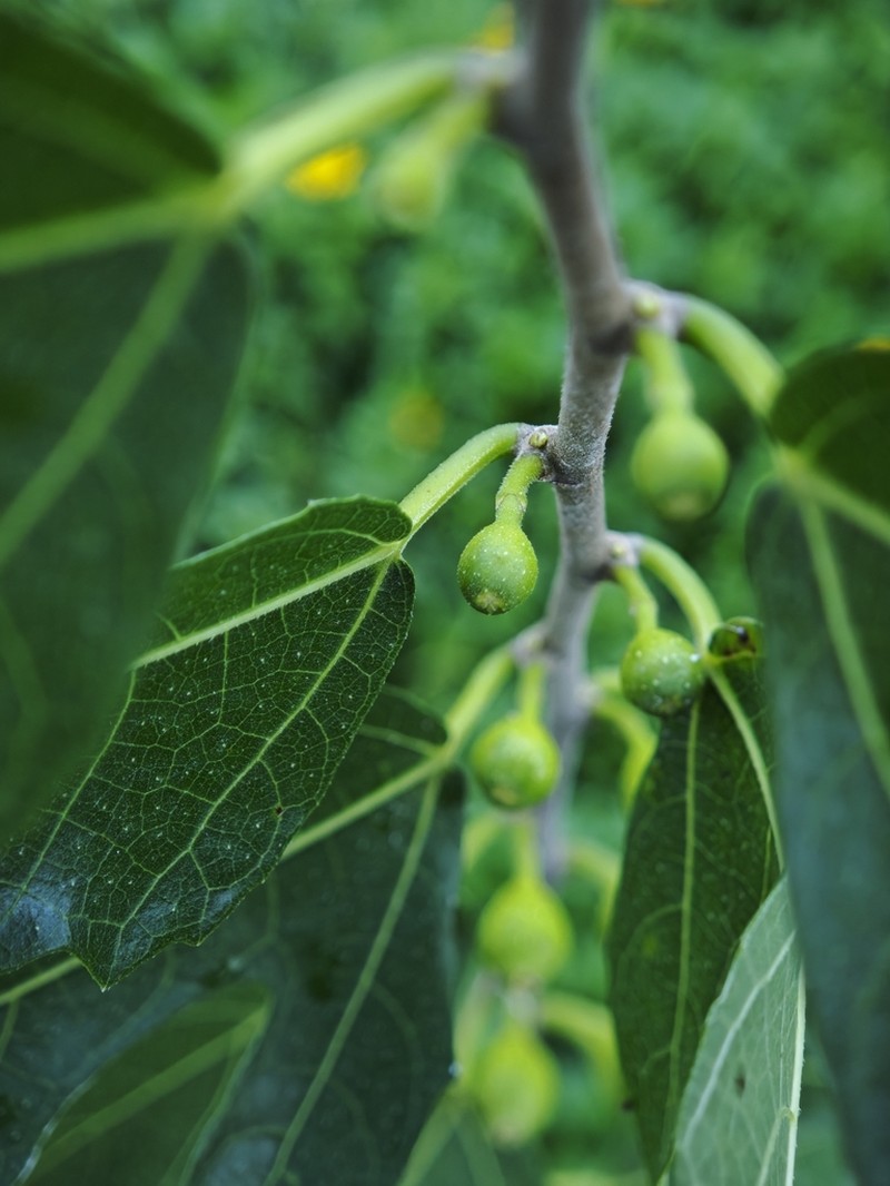 Ficus heterophylla photo 6