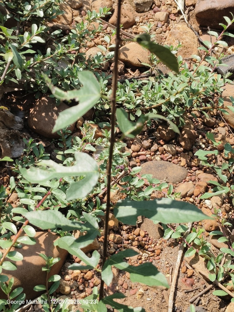 Ficus heterophylla photo 7