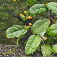 Ficus heteropleura