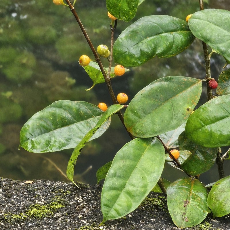 Ficus heteropleura