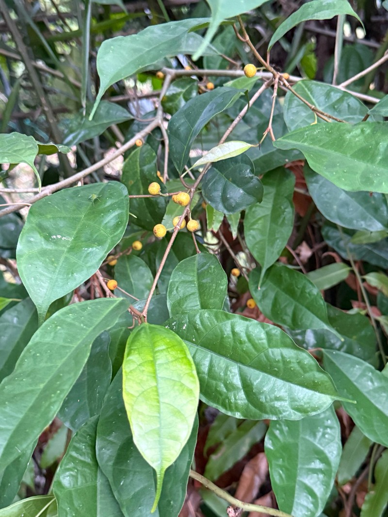 Ficus heteropleura photo 2