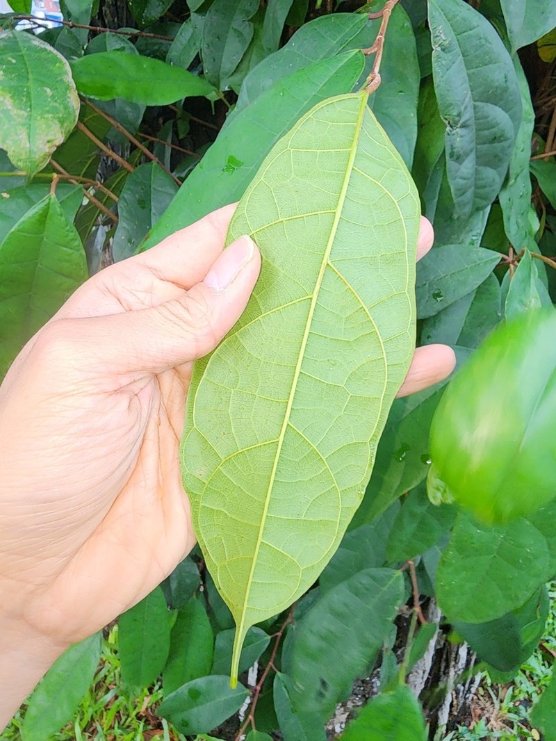Ficus heteropleura photo 3