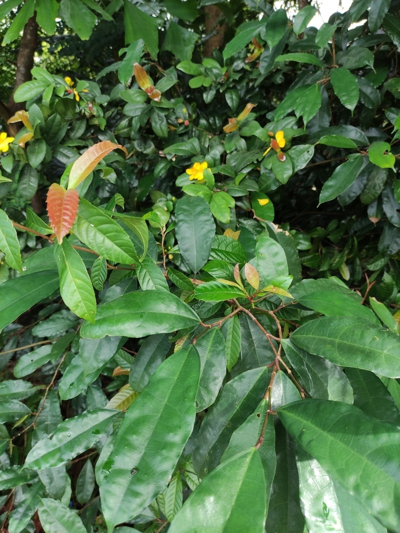 Ficus heteropleura photo 4