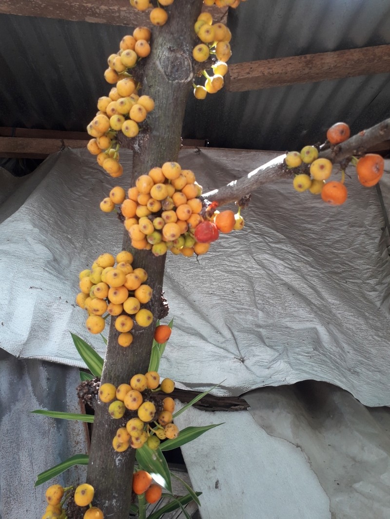 Ficus heteropleura photo 5
