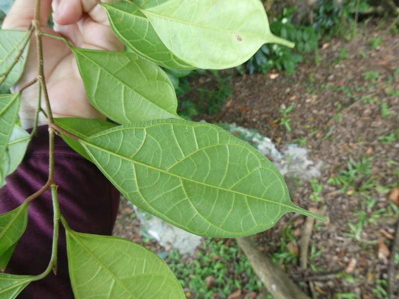 Ficus heteropleura photo 6