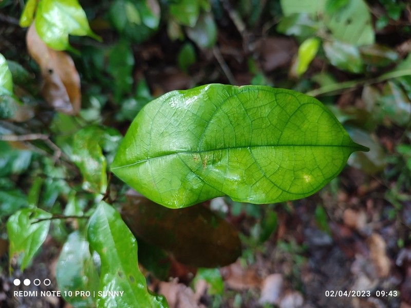 Ficus heteropleura photo 7
