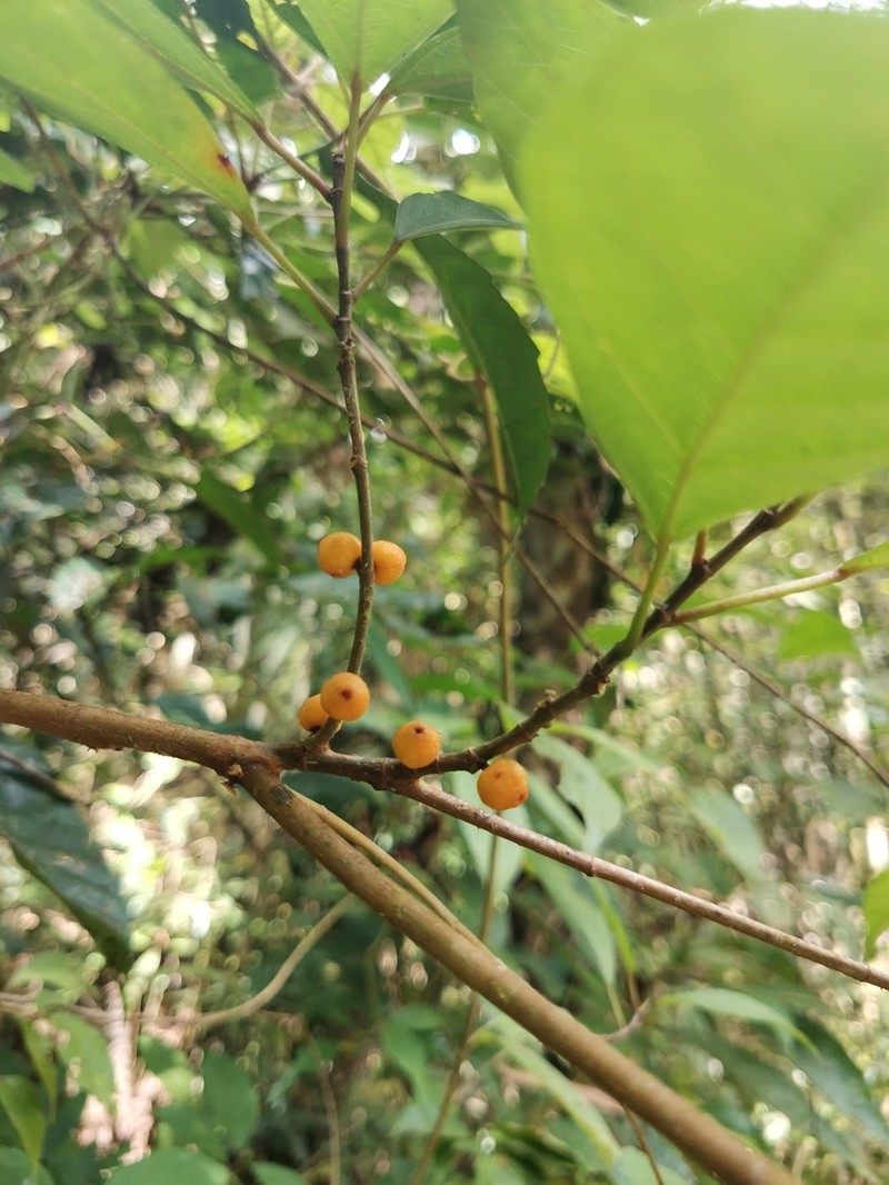 Ficus heteropleura photo 8