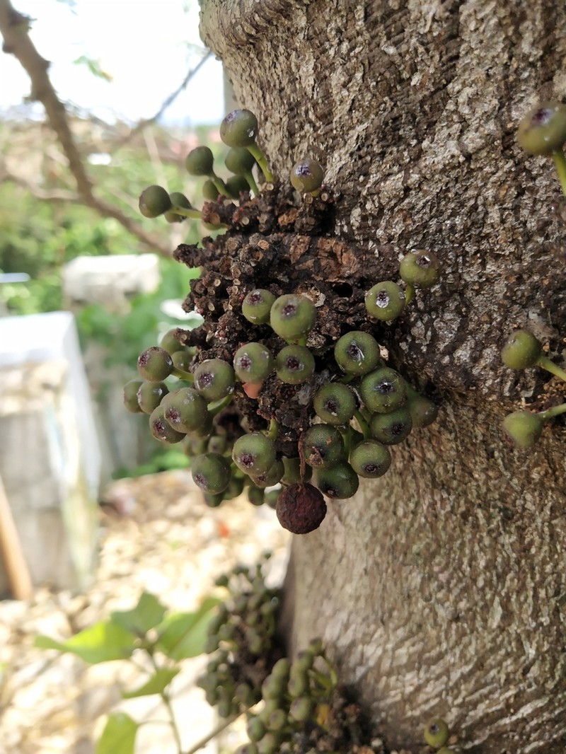 Ficus heteropoda photo 2