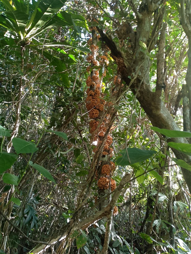 Ficus heteropoda photo 4