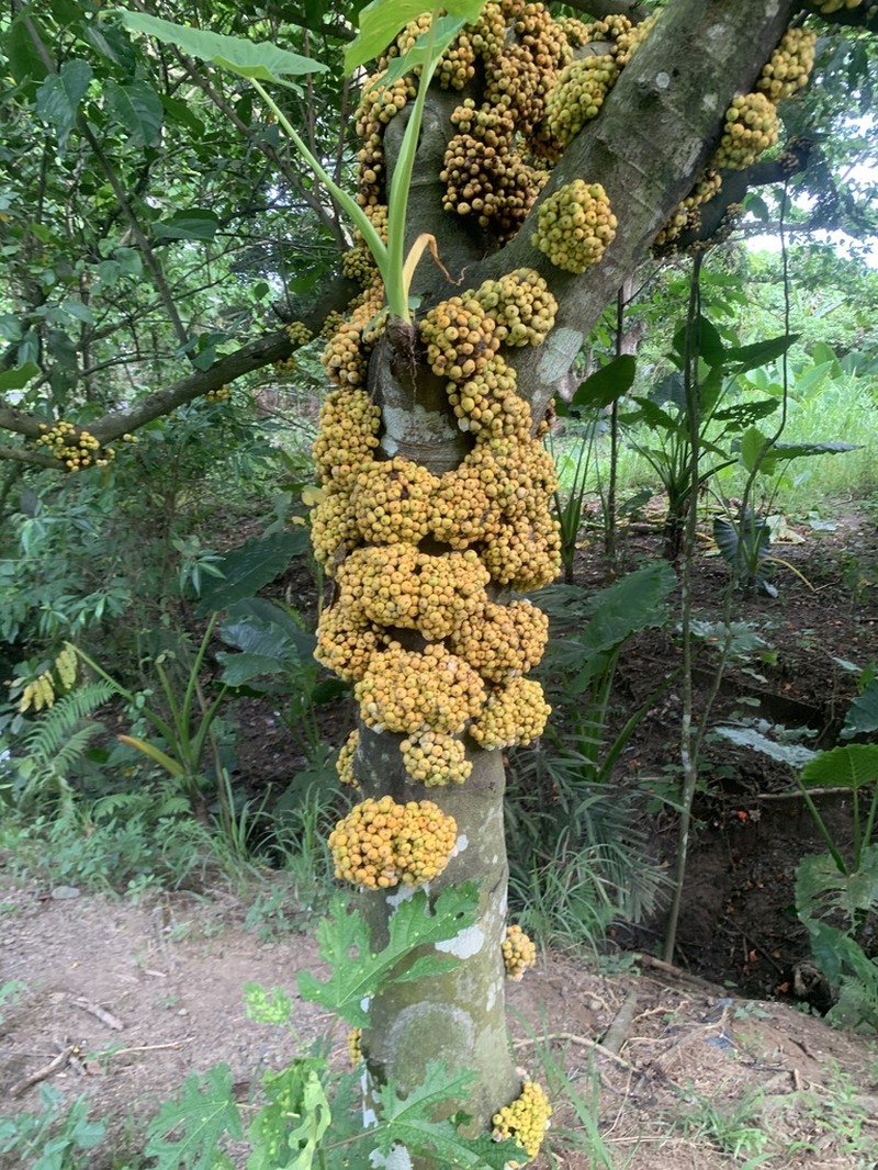 Ficus heteropoda photo 6