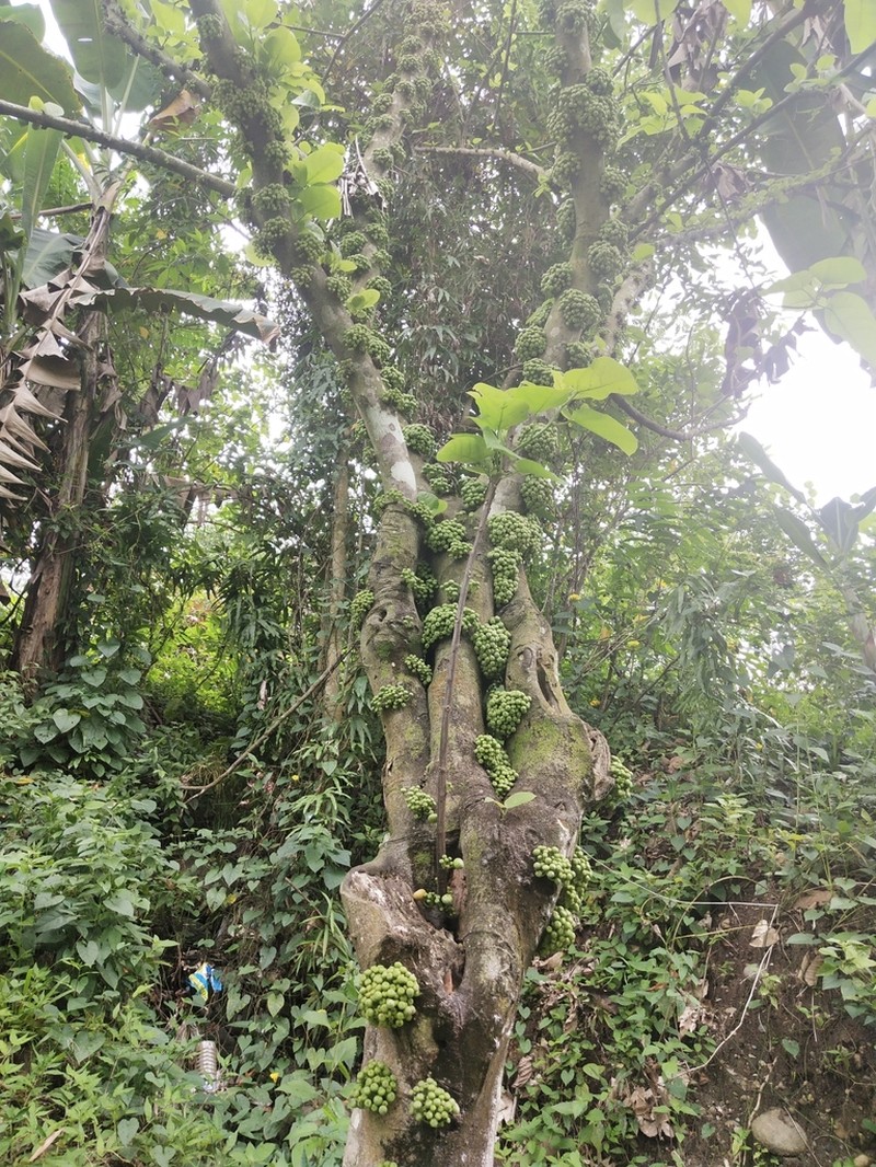 Ficus heteropoda photo 7