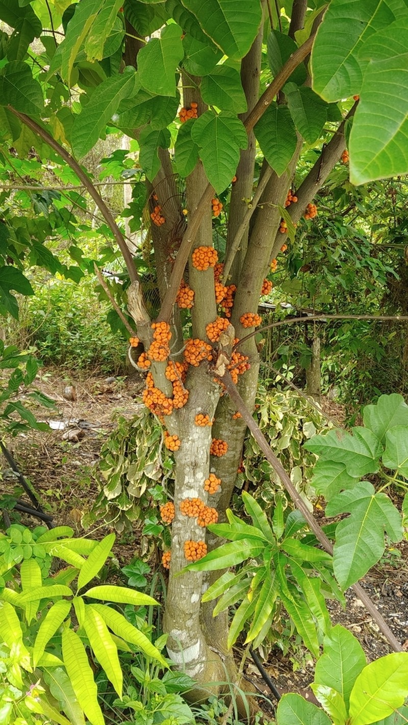 Ficus heteropoda photo 8