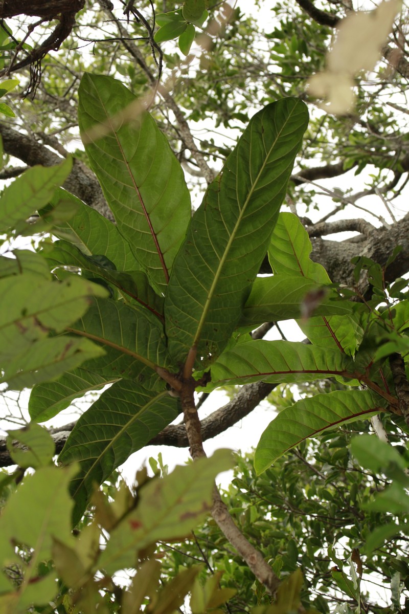 Ficus heteroselis photo 2