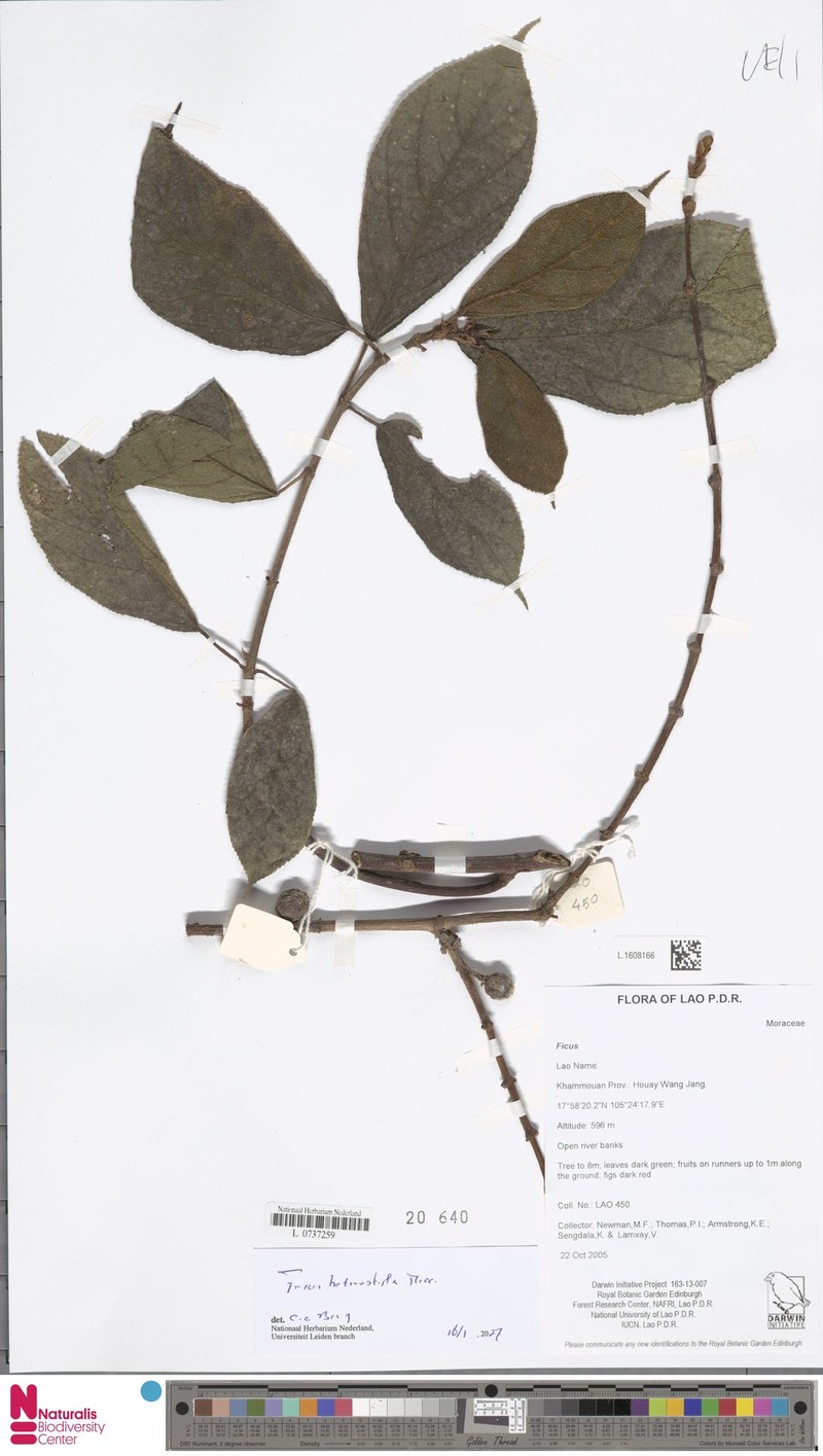 Ficus heterostyla