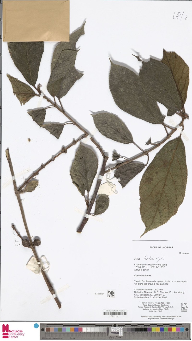 Ficus heterostyla photo 2