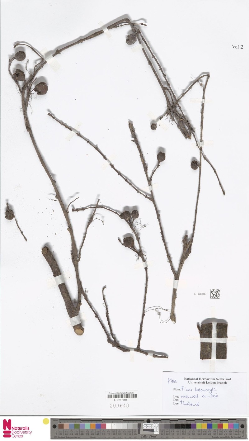Ficus heterostyla photo 3