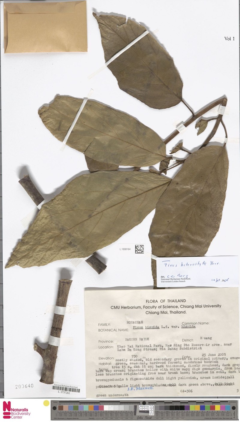 Ficus heterostyla photo 4