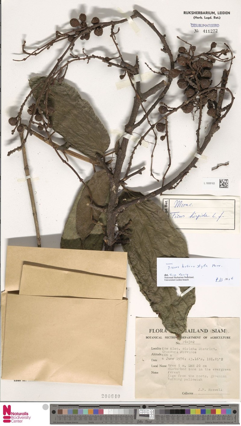 Ficus heterostyla photo 5