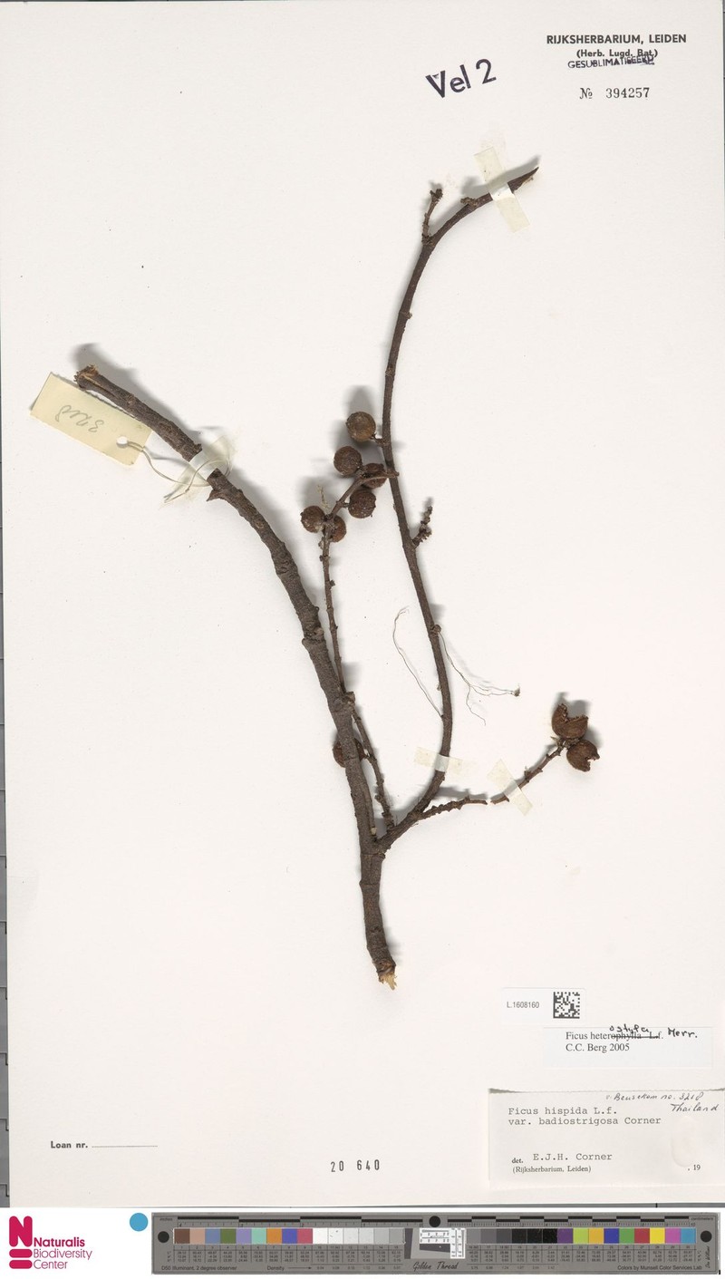 Ficus heterostyla photo 6