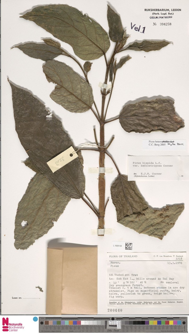 Ficus heterostyla photo 7