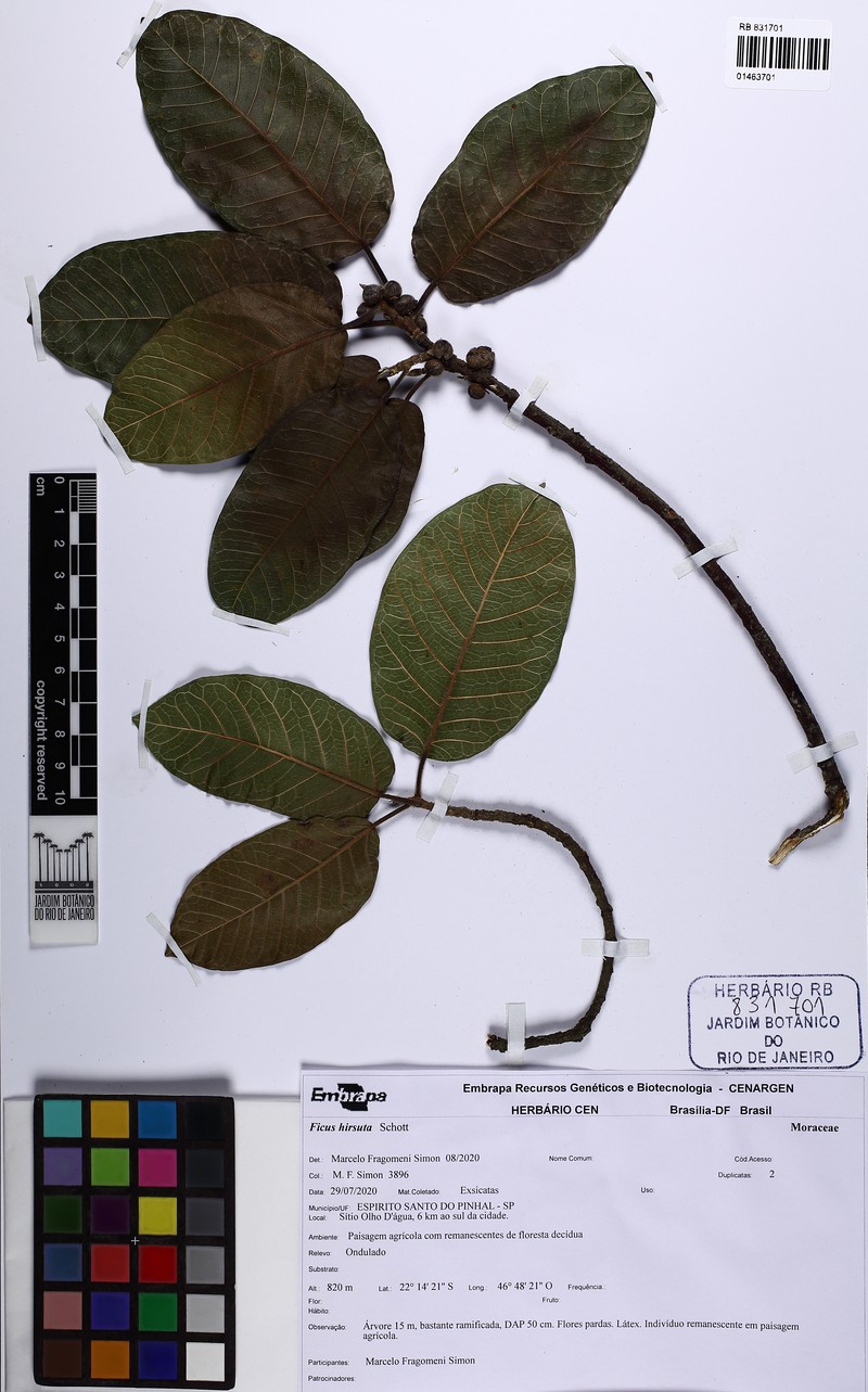 Ficus hirsuta