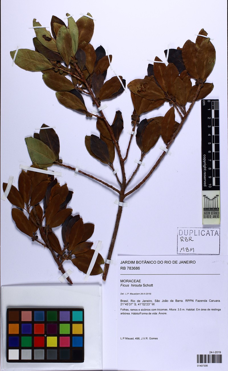 Ficus hirsuta photo 2